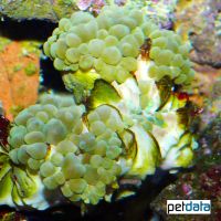 Pearl Bubble Coral Green (LPS) (Physogyra lichtensteini)