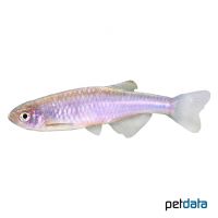 Pearl Danio (Danio albolineatus)