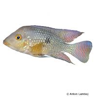 Pearl Eartheater (Geophagus brasiliensis)