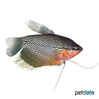 Pearl Gourami (Trichopodus leerii)