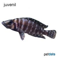 Pearl Lamprologus (Altolamprologus calvus)