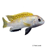 Pearl of Tanzania (Labidochromis sp. 'Perlmutt')
