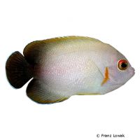 Pearlscale Angelfish (Centropyge vrolikii)