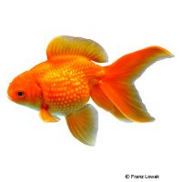 Pearlscale Goldfish (Carassius auratus auratus)