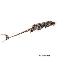 Pearlscale Whiptail (Rineloricaria platyura)