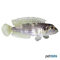 Pearly Ocellatus (Lamprologus meleagris)