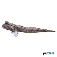 Pearse's Mudskipper (Periophthalmus novemradiatus)