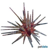 Pencil Urchin (Cidaris cidaris)