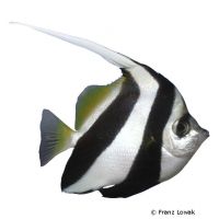 Pennant Coralfish (Heniochus acuminatus)