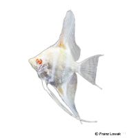 Peru Angelfish Albino (Pterophyllum scalare 'Peru Albino')