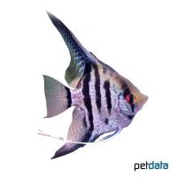 Peru Angelfish (Pterophyllum scalare 'Peru')