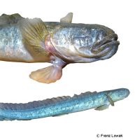 Peruvian Eelgoby (Gobioides peruanus)