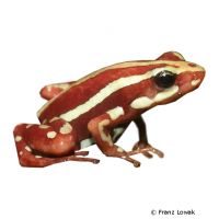 Phantasmal Poison Frog (Epipedobates tricolor)