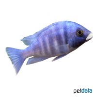 Phenochilus 'White Lips' (Placidochromis phenochilus 'Mdoka')