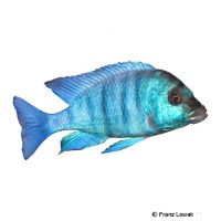Phenochilus Gissel (Placidochromis phenochilus 'Gissel')