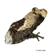 Pied Warty Frog (Theloderma asperum)