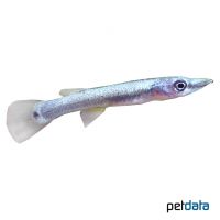 Pike Killifish (Belonesox belizanus)