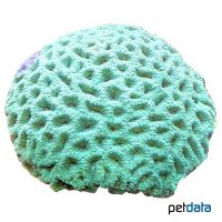 Pineapple Coral (LPS) (Favites chinensis)