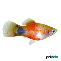 Pineapple Mickey Mouse Platy (Xiphophorus maculatus var.)