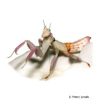 Pink Orchid Mantis (Hymenopus coronatus)