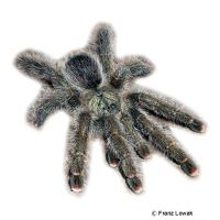 Pink Toe Tarantula (Avicularia avicularia)