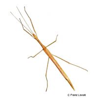 Pink Winged Stick Insect (Sipyloidea sipylus)