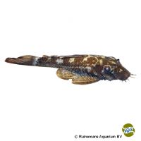 Piria-Bristlenose Pleco LDA44 (Ancistrus sp. 'LDA044')