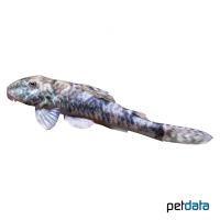 Pitbull Pleco (Parotocinclus jumbo)
