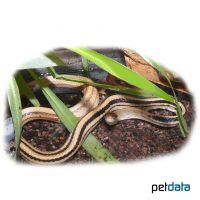 Plains Garter Snake Light (Thamnophis radix)