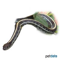 Plains Garter Snake (Thamnophis radix)