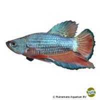 Plakat Betta (Betta splendens 'Plakat')