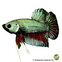 Plakat Dragon Betta (Betta splendens 'Plakat Dragon')