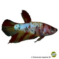 Plakat Nemo Betta (Betta splendens 'Plakat Nemo')