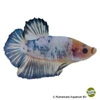 Plakat Pearl Blue Betta (Betta splendens 'Plakat Pearl Blue')