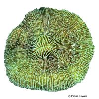 Plate Coral (LPS) (Danafungia horrida)