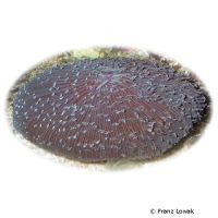 Plate Coral (LPS) (Fungia fungites)