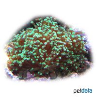Plate Coral Green Tip (LPS) (Heliofungia actiniformis)