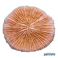 Plate Coral Orange (LPS) (Fungia fungites)