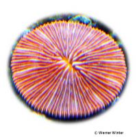 Plate Coral Orange (LPS) (Fungia sp.)