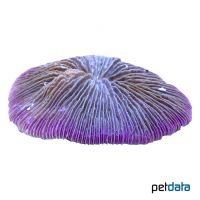 Plate Coral Purple (LPS) (Fungia fungites)