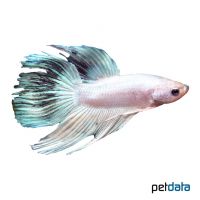 Platinum Betta (Betta splendens 'Platinum')