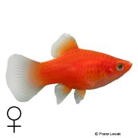 Platy ♀ (Xiphophorus maculatus ♀)