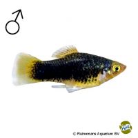 Platy Black Gold (Xiphophorus maculatus var.)