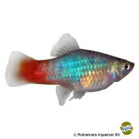 Platy Redtail Blue (Xiphophorus maculatus var.)