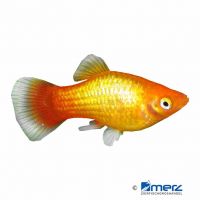 Platy Sunst Glowlight (Xiphophorus maculatus var.)