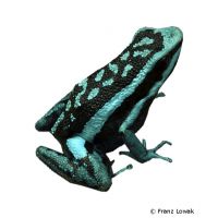 Pleasing Poison Frog (Ameerega bassleri)