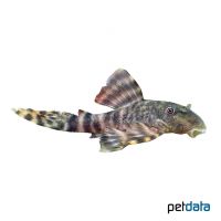 Pleco L205 (Peckoltia sp. 'L205')