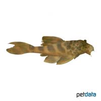 Pleco L387 (Ancistomus sp. 'L387')