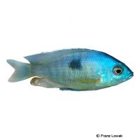 Pleurostigma Malawi Cichlid (Copadichromis pleurostigma)