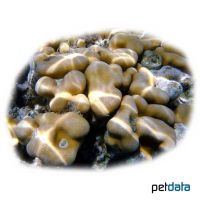 Plume Rock Coral (SPS) (Porites sp.)